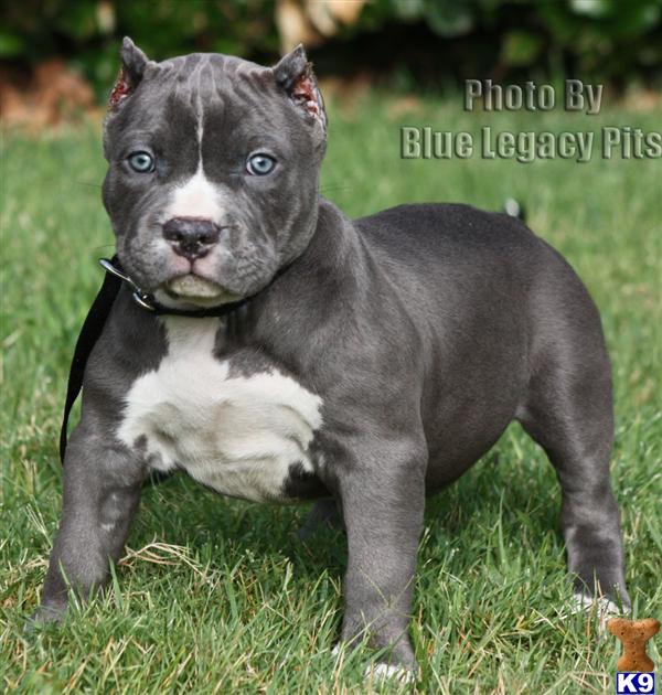 ROCKSTAR...SOLD...SOLD...WWW.BLUELEGACYPITS.COM